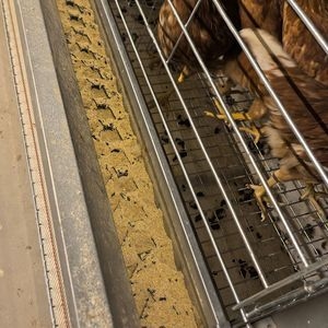 Cheap Price Complete Auto Battery H Type Layer Cage System Laying Hens Cage