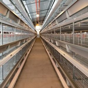 Qm Four-Layer H-Type Automatic Egg Chicken Cages System