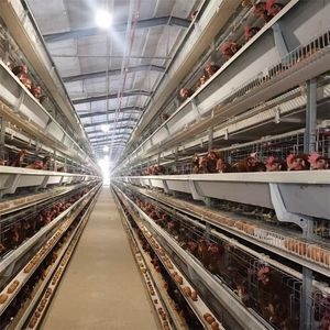 Supply New Condition H Type Chicken Cages System Completely Automatic Laying Hen Egg Layer Battery Steel Mesh Farm Core Motor