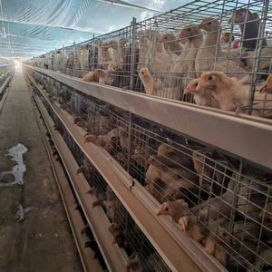 Fully Automatic Feeding Line System Pan Feeder Nipple Drinker Poultry Farming Equipment for Broiler Chicken Products