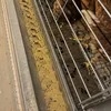 Cheap Price Complete Auto Battery H Type Layer Cage System Laying Hens Cage