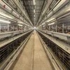 Cheap Price Complete Auto Battery H Type Layer Cage System Laying Hens Cage