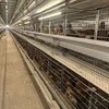 Cheap Price Complete Auto Battery H Type Layer Cage System Laying Hens Cage
