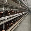 Qm Four-Layer H-Type Automatic Egg Chicken Cages System