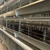 Qm Four-Layer H-Type Automatic Egg Chicken Cages System