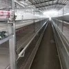 New Complete Automatic Layer Broiler Chicken Cage System