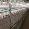 New Complete Automatic Layer Broiler Chicken Cage System