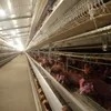 Hot Sale Poultry Farm Equipment Laying Egg Hens Cage System Layer Battery Chicken Cage