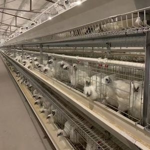 Automatic Poultry Farming Equipments H Shaped Small Stacked Layer Chicken Cage