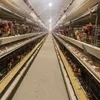 Automatic Poultry Farming Equipments H Shaped Small Stacked Layer Chicken Cage