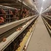 Automatic Poultry Farming Equipments H Shaped Small Stacked Layer Chicken Cage
