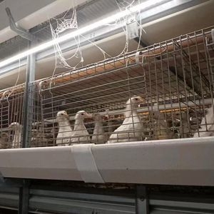 Hot-DIP Galvanized Chicken Coop Broiler Chicken Cage Poultry Farm Equipment