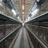 Hot-DIP Galvanized Chicken Coop Broiler Chicken Cage Poultry Farm Equipment