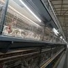 Hot-DIP Galvanized Chicken Coop Broiler Chicken Cage Poultry Farm Equipment