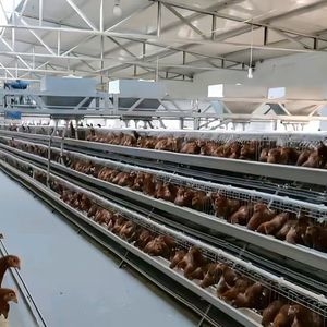 Hot-Selling Galvanized a-Type Laying Hens Battery Cage