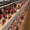 Hot-Selling Galvanized a-Type Laying Hens Battery Cage