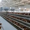 Hot-Selling Galvanized a-Type Laying Hens Battery Cage