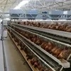 Hot-Selling Galvanized a-Type Laying Hens Battery Cage