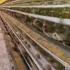 Hot-Selling Galvanized a-Type Laying Hens Battery Cage