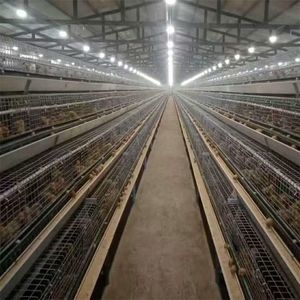 a-Layer Galvanized Chicken Cages New Poultry Equipment Directly for Chicken Farms in South Africa Philippine Automatic Features