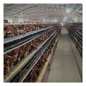 Stepped Structure Type a Poultry Egg Layer Chicken Cages