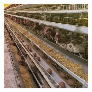 Type a Graduated Farming Cages for Layers Chicken Cage