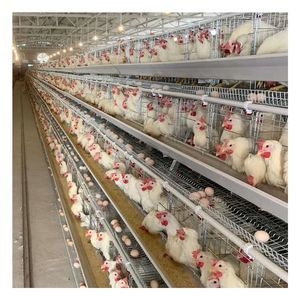 Type a Tiered Layer Housing Cage System Egg Layer Chicken Cages