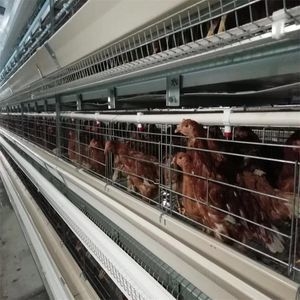 Automatic Chicken Raising Equipment Battery Layer Domestic Chicken Coop with Plastic Automatic Feeder