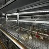 Durable Battery Cages for Brooding Baby Chicks and Pullets