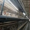 Durable Battery Cages for Brooding Baby Chicks and Pullets