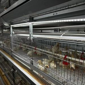 4 Tiers H Type Automatic Baby Chick Rearing Pullet Chicken Cage System