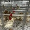 4 Tiers H Type Automatic Baby Chick Rearing Pullet Chicken Cage System