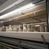 Automatic Pullet Cages for Efficient Baby Chick Feeding