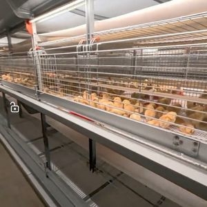 Qm Wooden Cases H Type Baby Chicken Breeding Cage