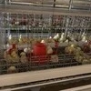 Qm Wooden Cases H Type Baby Chicken Breeding Cage