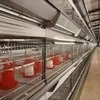 High-Quality Multifunctional H-Type Broiler Cage for Poultry Farm