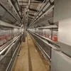 High-Quality Multifunctional H-Type Broiler Cage for Poultry Farm