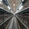 High Survival Rate a Type Battery Automatic Pullet Rearing Equipment