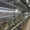 High Survival Rate a Type Battery Automatic Pullet Rearing Equipment
