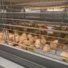 Automatic H-Type 3-4 Tiers Steel Mesh Chicken Cage Feeder New Condition for Broiler Chicken Layer Chickens & Rabbits Farming