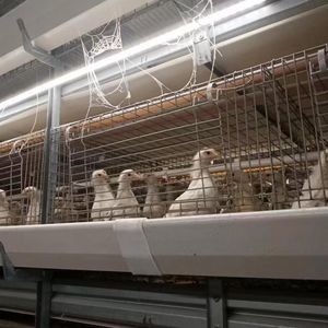 Wooden Cases Broiler Chicken Cage System for Rj-09 Model