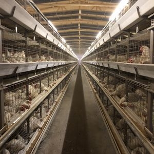 High Tech Galvanized Broiler Automatic H Type Chicken Farm Broiler Poultry Cage System