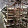 High Tech Galvanized Broiler Automatic H Type Chicken Farm Broiler Poultry Cage System