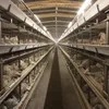 High Tech Galvanized Broiler Automatic H Type Chicken Farm Broiler Poultry Cage System