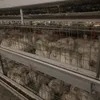 High Tech Galvanized Broiler Automatic H Type Chicken Farm Broiler Poultry Cage System