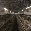 High Tech Galvanized Broiler Automatic H Type Chicken Farm Broiler Poultry Cage System