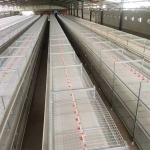 Broiler Chicken Farm Shed Automatic H Type 3 Tiers 4 Tiers Chicken Cage Feeder for Broiler