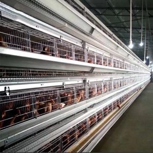 Qm Jt-118 Automatic Laying Hens Battery Chicken Cage Farm