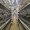 Qm Jt-118 Automatic Laying Hens Battery Chicken Cage Farm