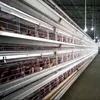 Qm Jt-118 Automatic Laying Hens Battery Chicken Cage Farm